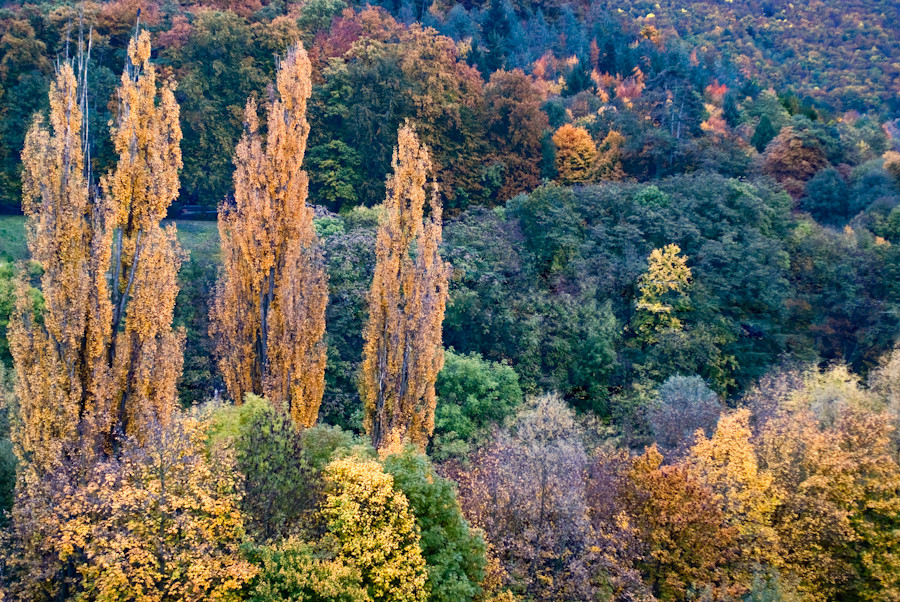 Herbstwald 2