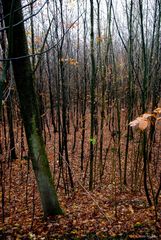 Herbstwald 2