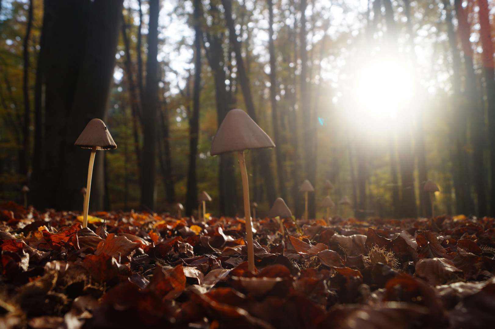 Herbstwald 2