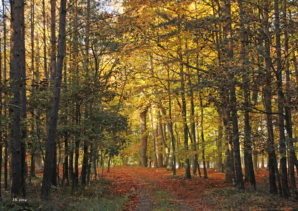 Herbstwald 2