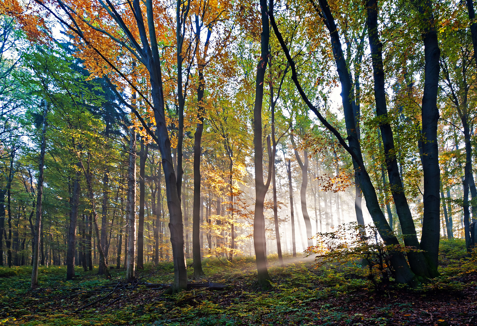 Herbstwald 2011_10_31_03