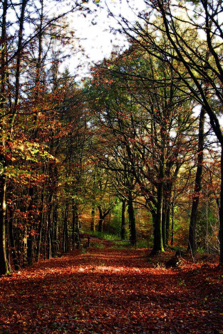 Herbstwald, 2013