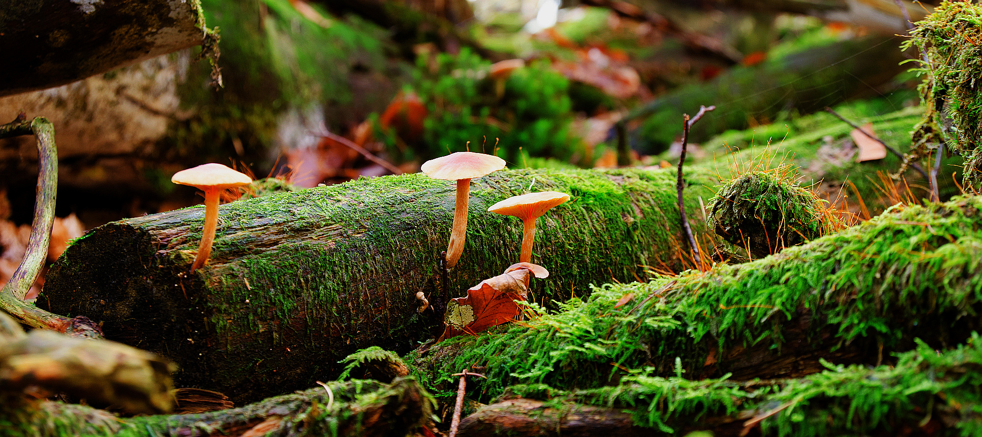 Herbstwald 2013 IX