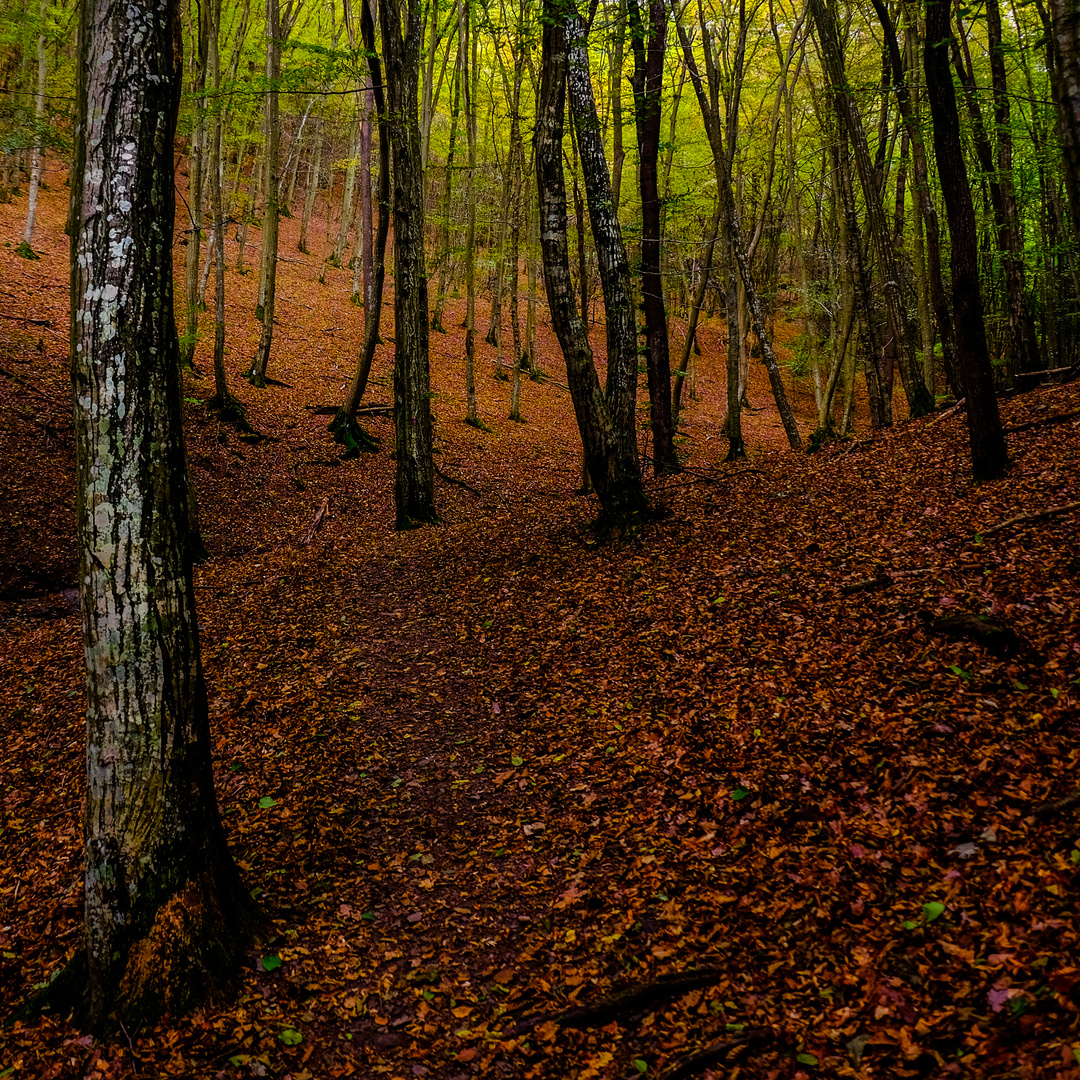 Herbstwald 2016