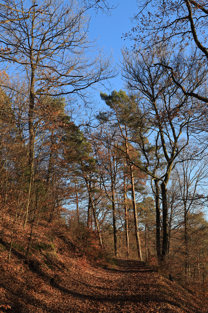 Herbstwald (2018_11_17_EOS 6D Mark II_9064_ji)