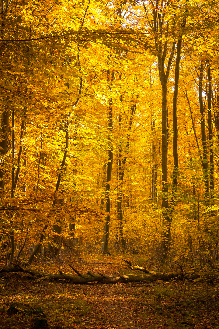 Herbstwald