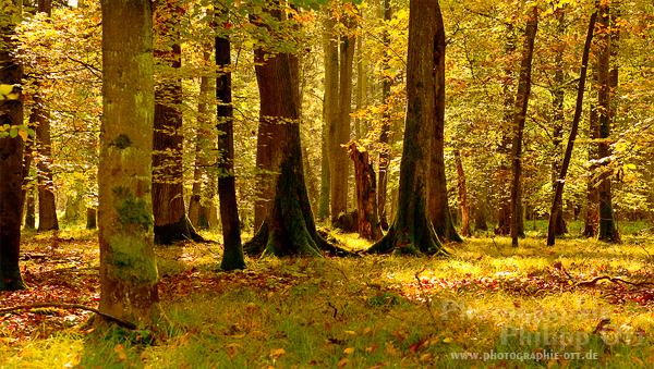 Herbstwald