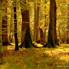 Herbstwald