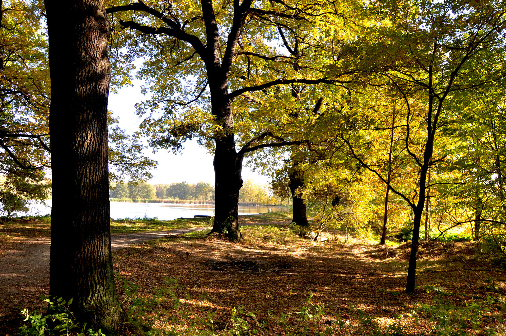 Herbstwald