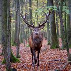 herbstwald