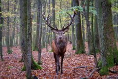 herbstwald