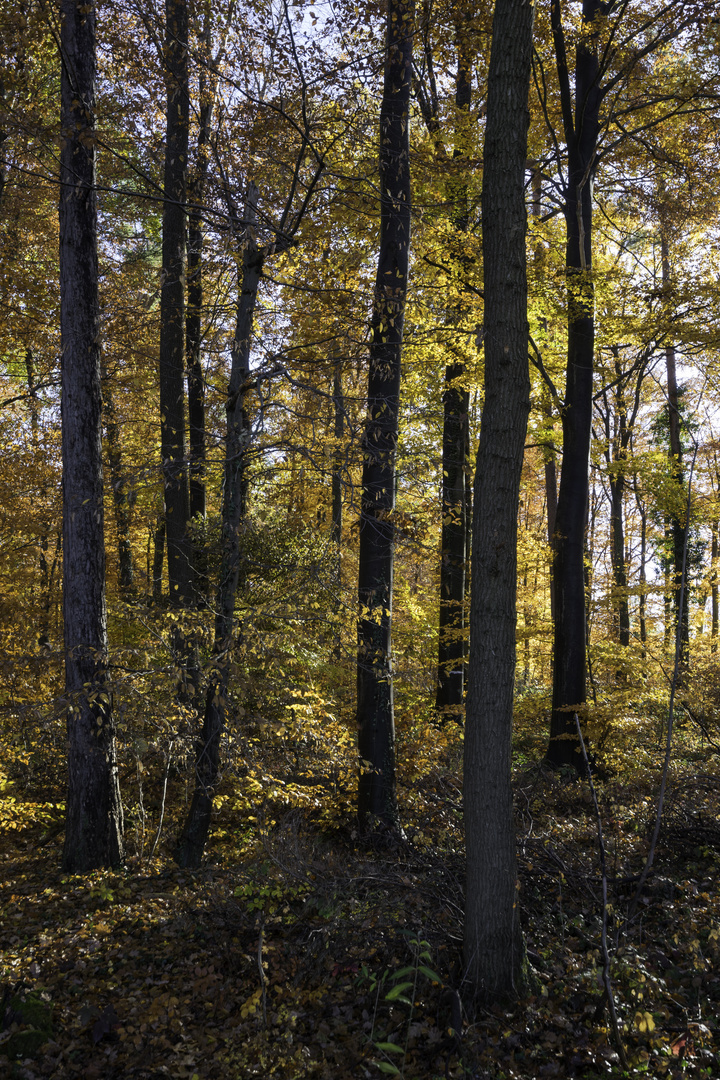 Herbstwald