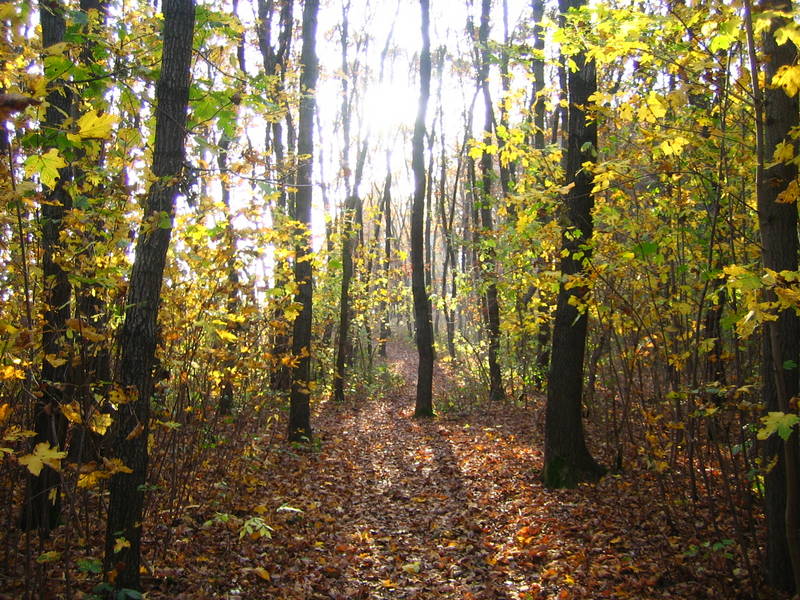 Herbstwald