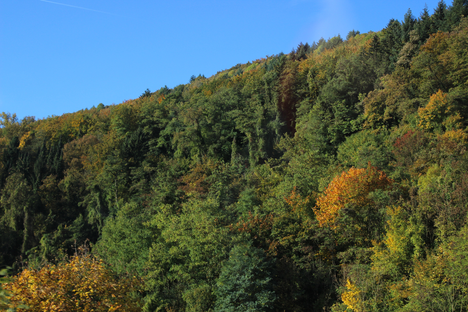 Herbstwald