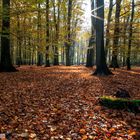 Herbstwald