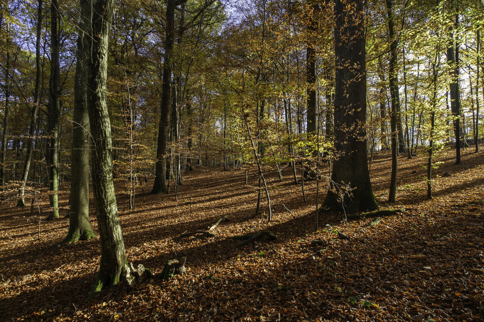 Herbstwald