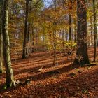 Herbstwald