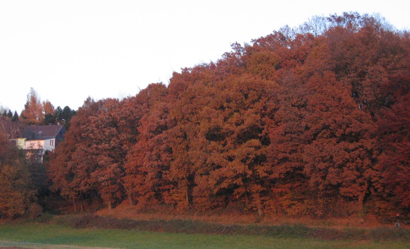 Herbstwald