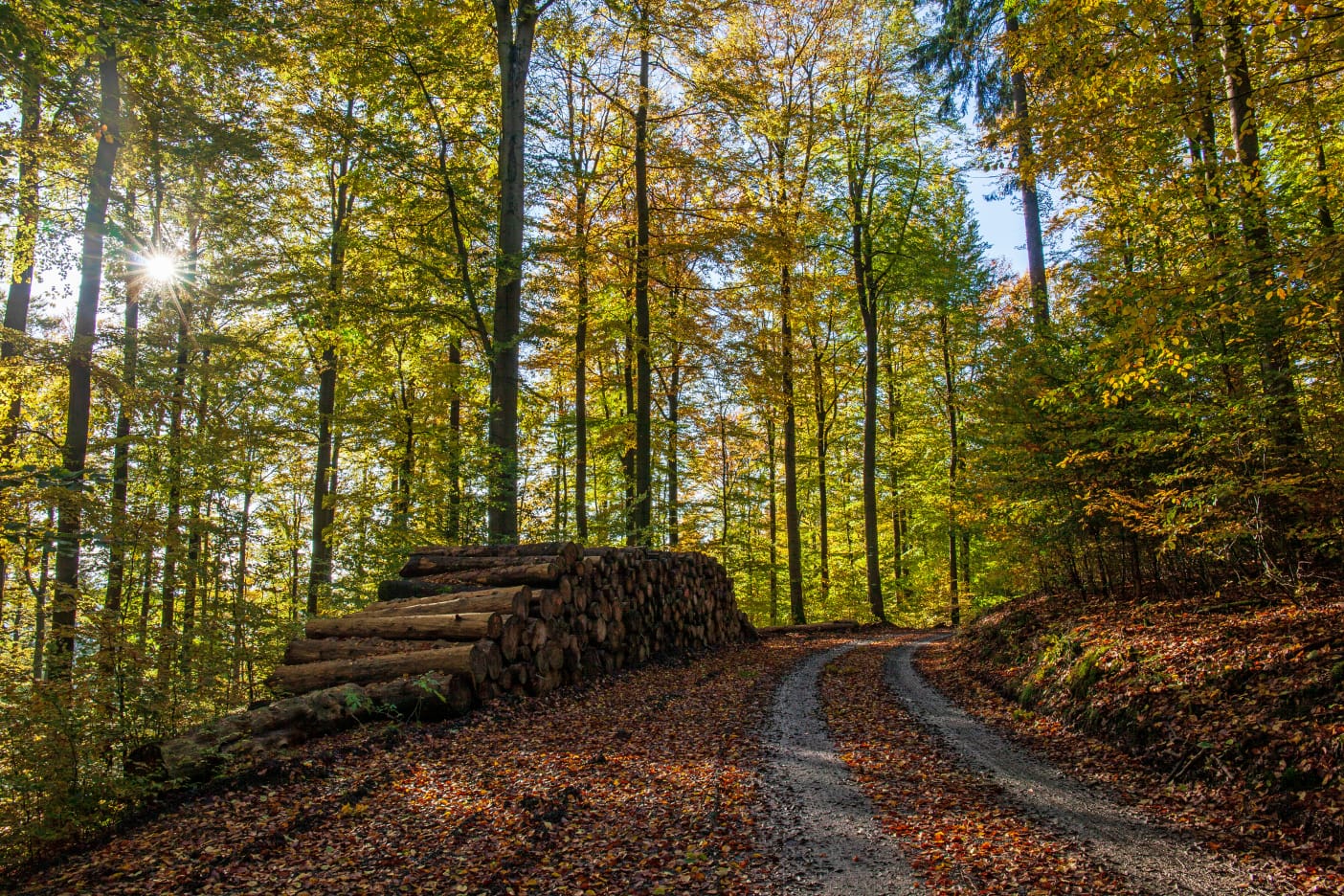 Herbstwald 