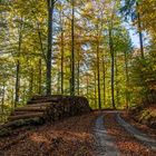 Herbstwald 