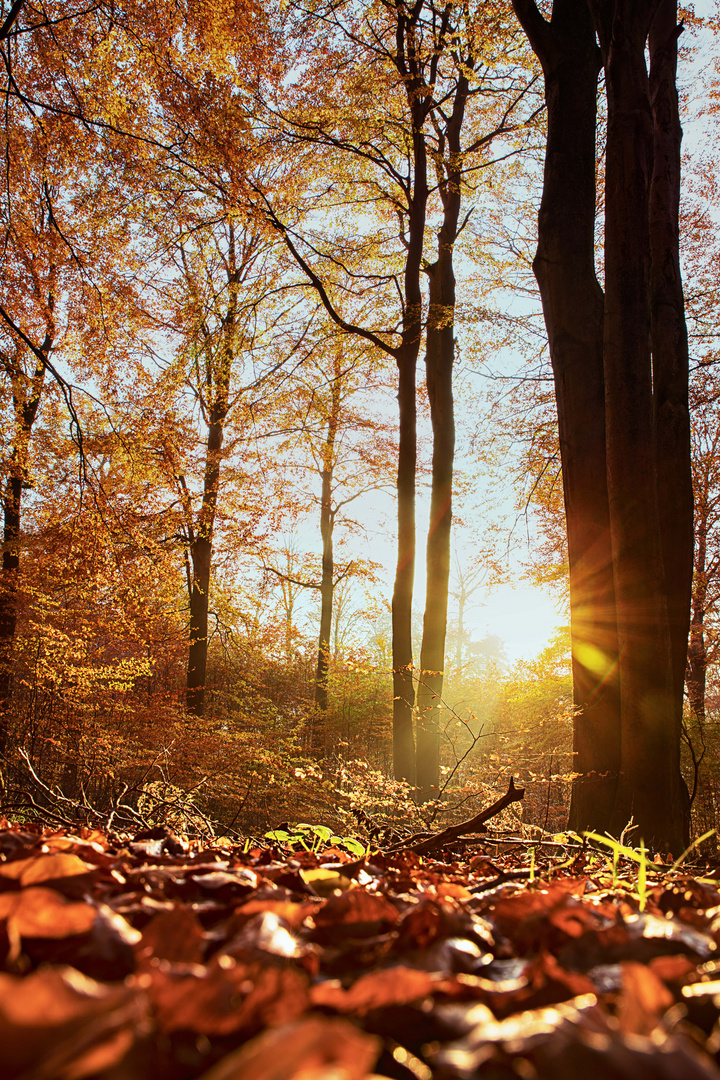 Herbstwald