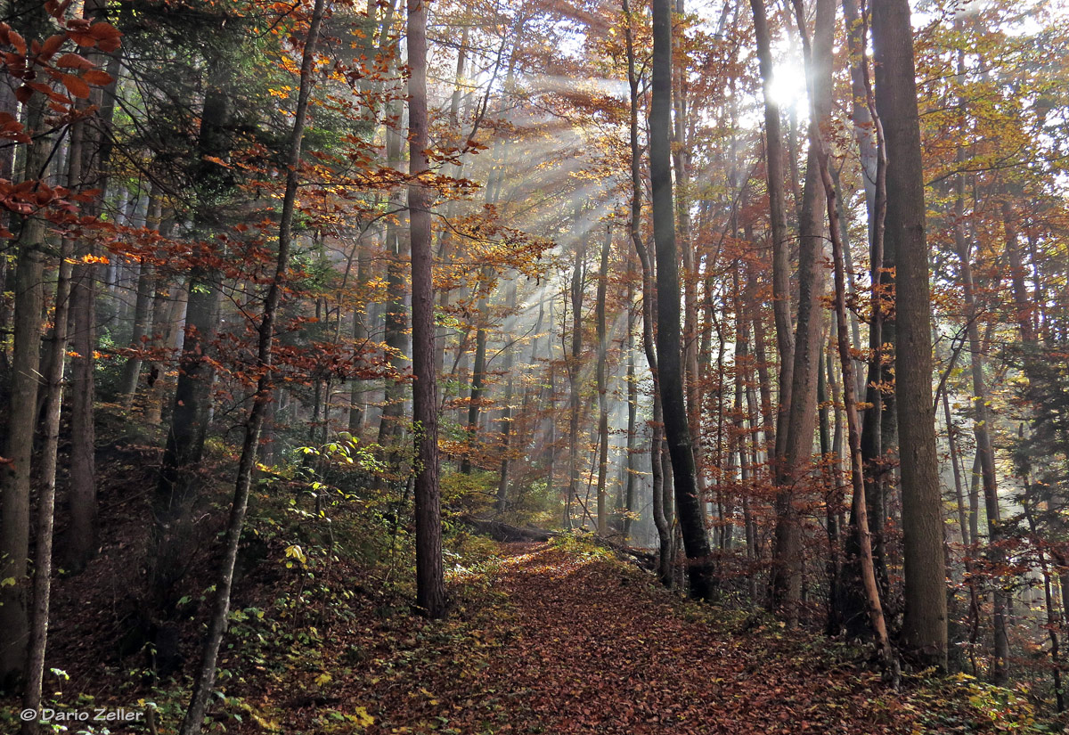 Herbstwald