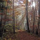 Herbstwald