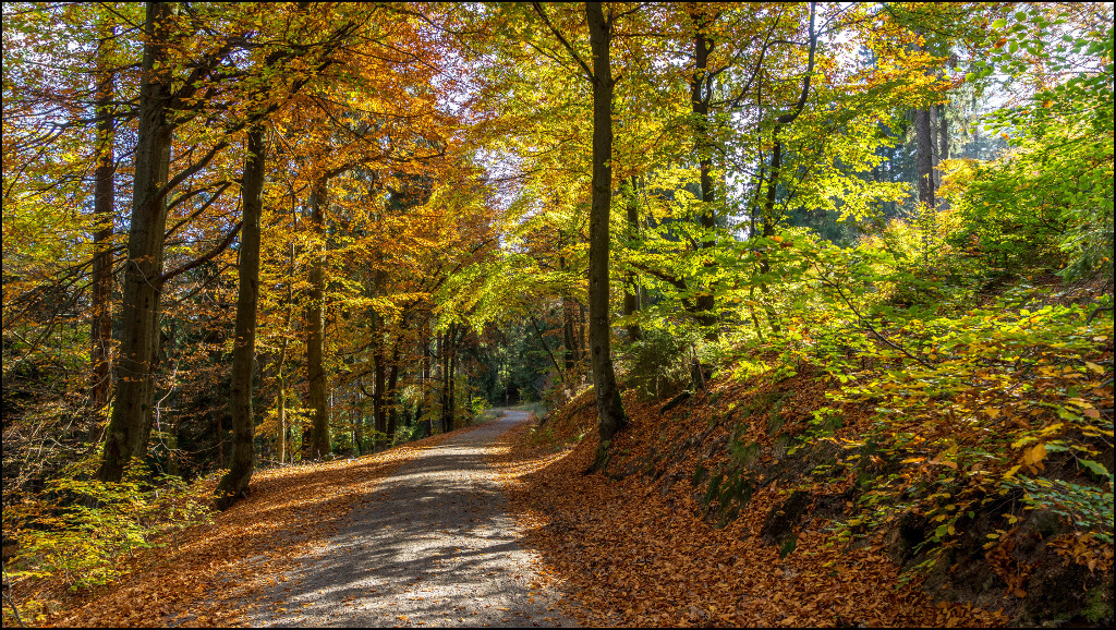 Herbstwald