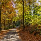 Herbstwald