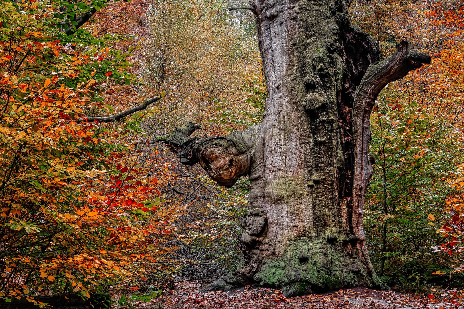 Herbstwald