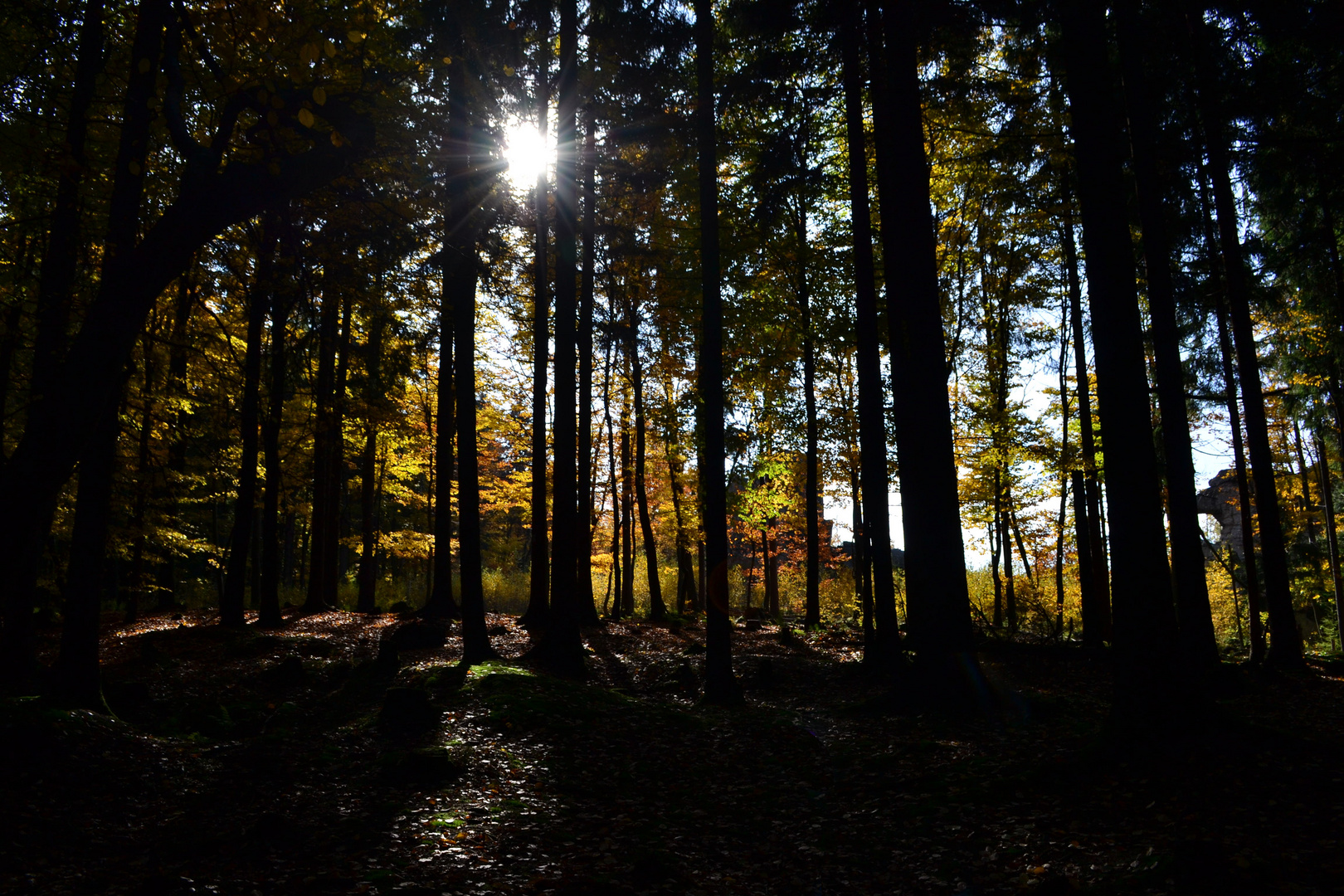 Herbstwald - 26. Oktober 2015