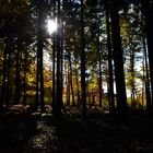 Herbstwald - 26. Oktober 2015