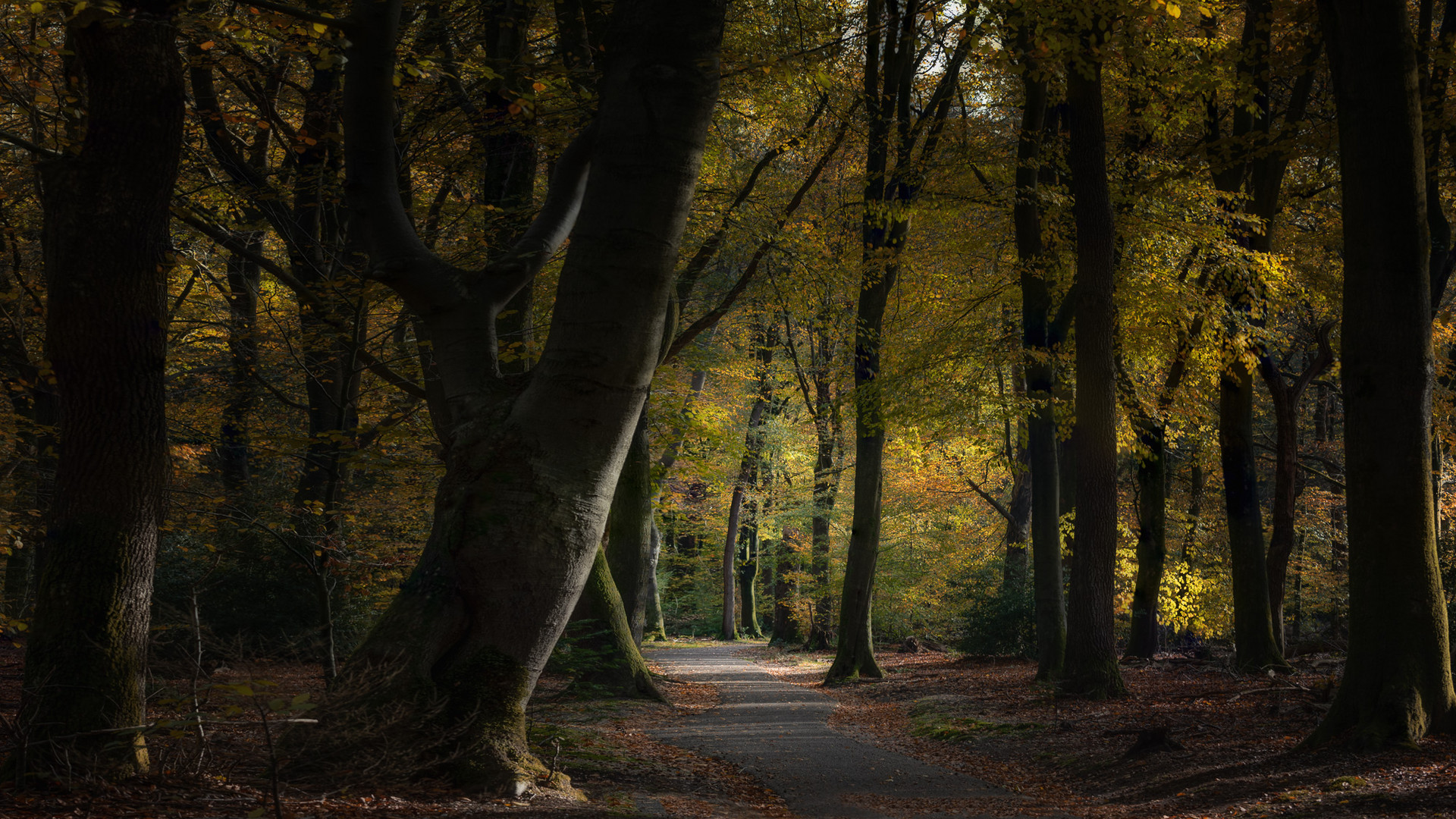 Herbstwald