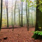 Herbstwald