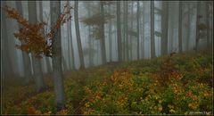 Herbstwald