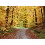 herbstwald