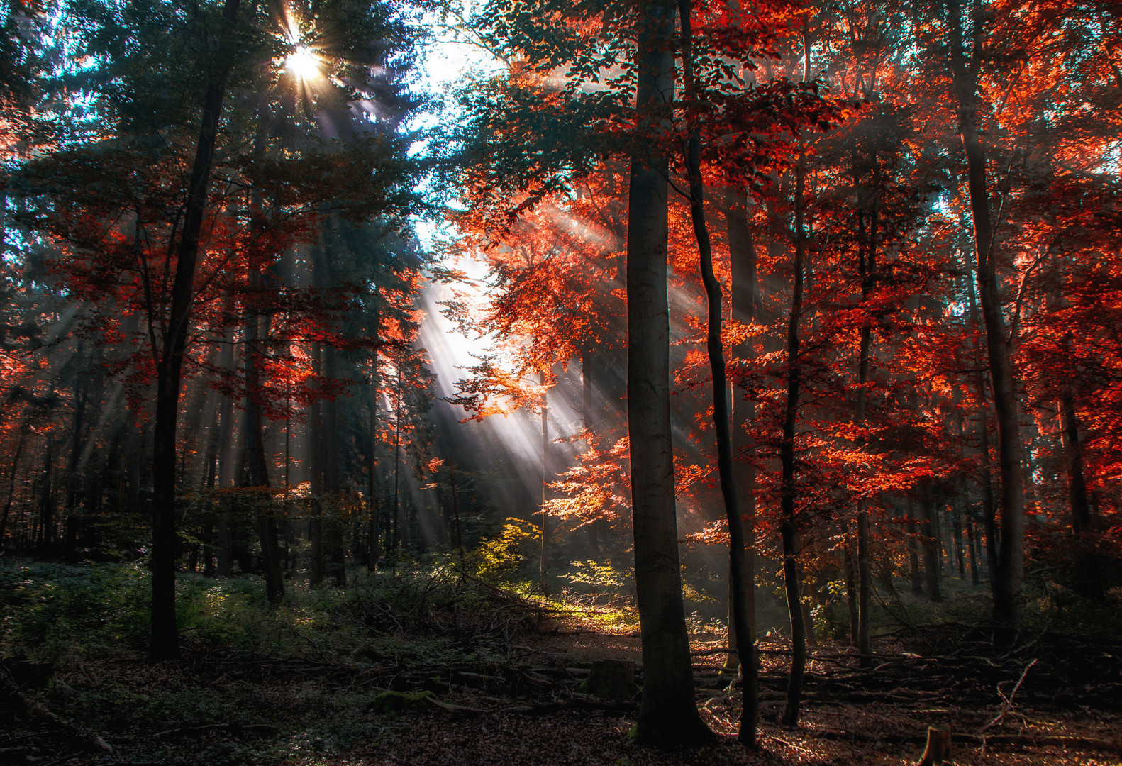 Herbstwald...