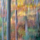 Herbstwald...