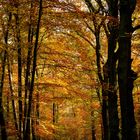 Herbstwald