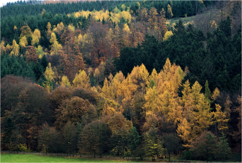 Herbstwald