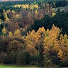 Herbstwald