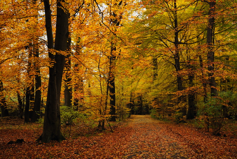 Herbstwald