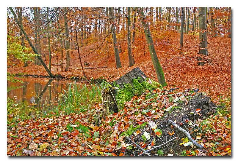 Herbstwald