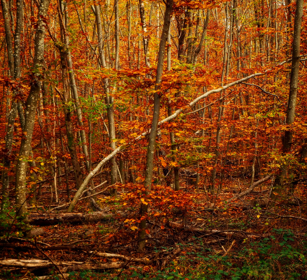 Herbstwald