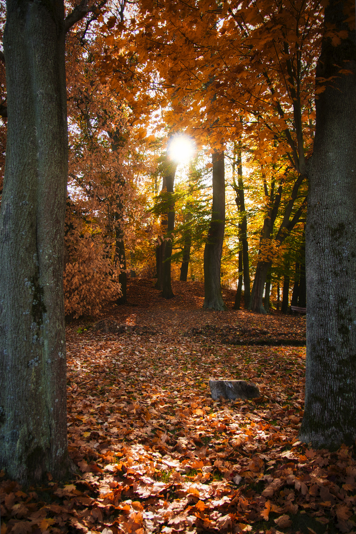 Herbstwald