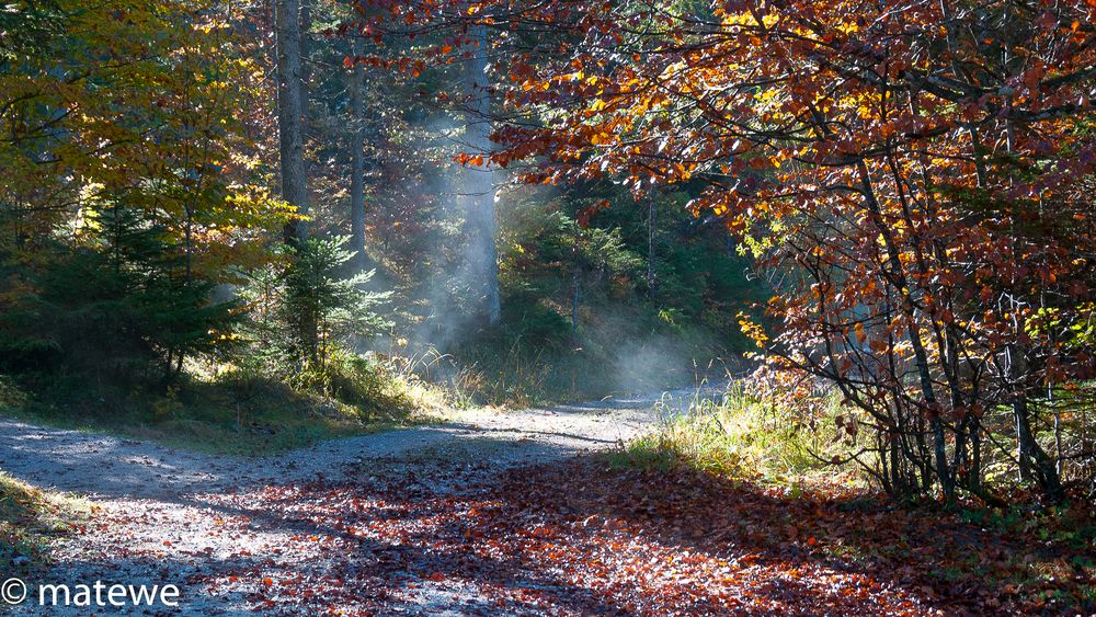 Herbstwald