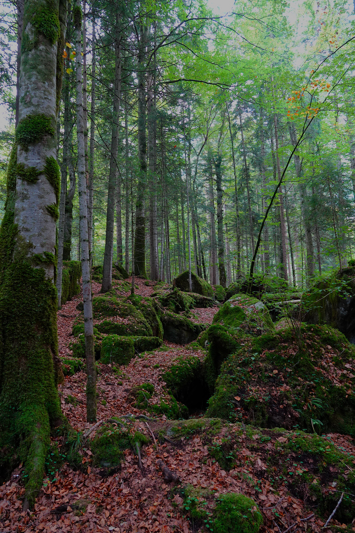 Herbstwald