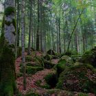 Herbstwald