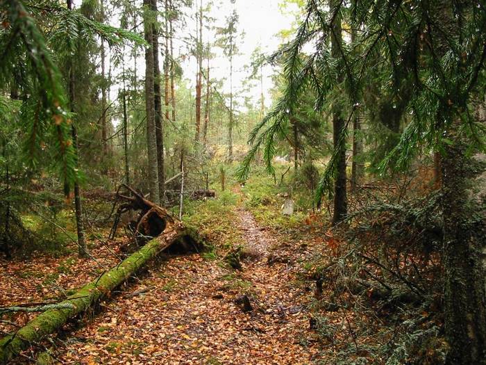 Herbstwald