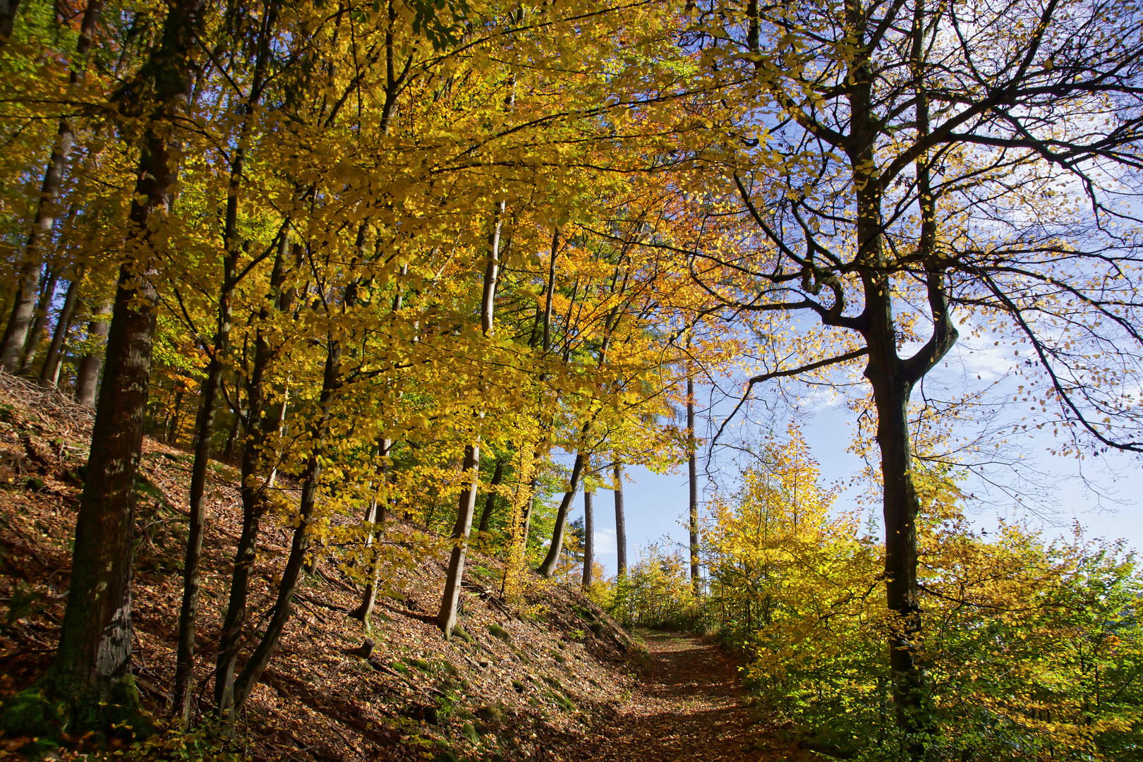 Herbstwald